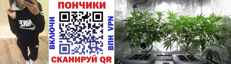 где найти наркотики  гидра ссылка  Каннабис семена  Миллерово 